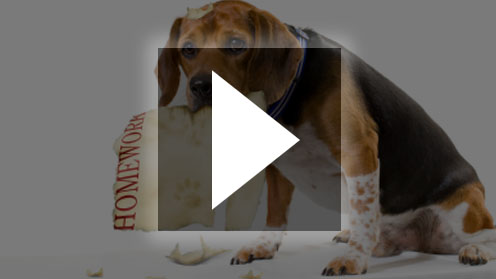 dogtraining Training Your Dog